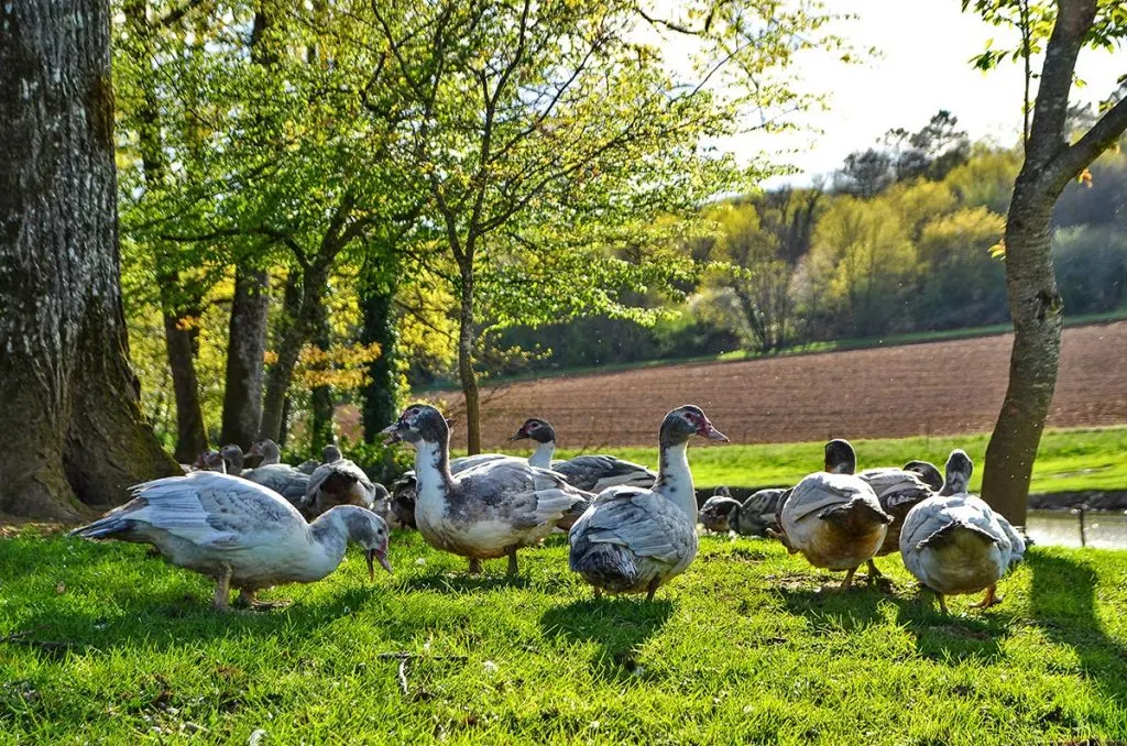 Ferme des Roumevies Chambres d'hôtes et Auberges d'hôtes en Périgord